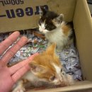 동진동물병원 이미지