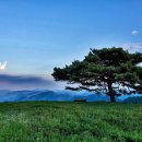 소나무 흑염소 목장 이미지