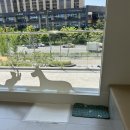 광주첨단YB동물병원 | 광주 북구 동물병원, 드디어 찾은 호떡이 병원! 광주첨단YB