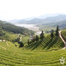 차밭매점 이미지