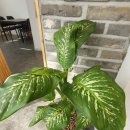 거양길-6 이미지