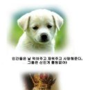 멍뭉이 Daum카페