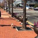 펫시(petsee) 이미지