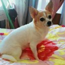 강아지나라 이미지