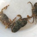 지니비치향 이미지