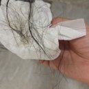 답양 | 얇아진 머리숱, 서리태환이 답일까? 내돈내산 변화 후기