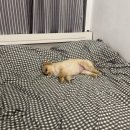 바테펜션 이미지