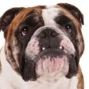 불독 이미지