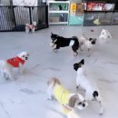 나라라펫 이미지