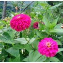 백일홍 민박집 이미지