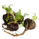 마카마카 카카오 검색결과