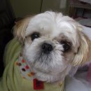 여시발바닥 이미지