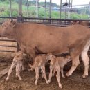 쌍둥이축산2 이미지