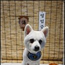 댕욕탕 이미지