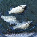 유정낚시터 이미지