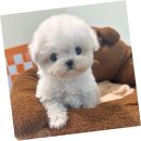 강아지사랑 | 탄벌동강아지분양, 사랑스러운 친구를 만난 후기