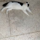 안녕 하십니까 전주 노블리안에 있는 고양이 인사 올립니다 이미지