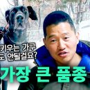 반려견 키우기의 안 좋은 모습 이미지