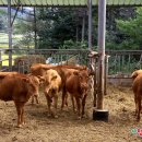 코뚜레목장 이미지