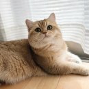 샤인모어 이미지