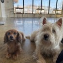 애견카페왕 이미지