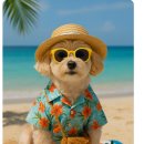 포쉬펫 | 🎀 2025년형 펫 패션 블로거 기획안