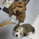 본덴탈 | 강아지 이갈이 장난감 덴탈본 내돈내산 후기