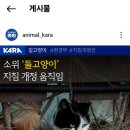 소위 들고양이에 대한 포획 및 관리 지침 개정 움직임에 관심을 갖고 민원으로 함께해주세요!!! 이미지