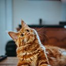 구구동물병원 이미지