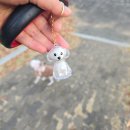 펫지살롱 이미지