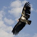Il Condor (El condor pasa) - Gigliola Cinquetti (질리올라 칭케티) 이미지