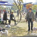 동락공원 반려동물 놀이터 이미지
