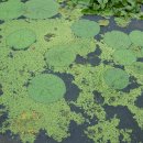 회산백련지 이미지