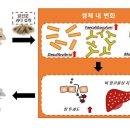 밀가루, 마른 비만을 일으키는 주범이다. 이미지