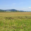 벌교숲공원 이미지