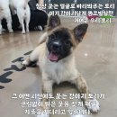 토리스토리 이미지
