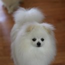 똥강아지 이미지