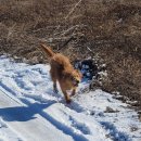 간현소금산공인중개사사무소 | 원주시 소금산그랜드밸리 "간현관광지 시골강아지 복돌이 산책"(2024/12하순)