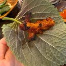 꼼장어네 | 발산역 꼼장어 맛집 추천 | 소주 1+1 황제숯불꼼장어쭈꾸미 내돈내산 후기