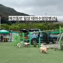 애견동반 밀양테마수영장 | 애견동반 밀양테마수영장펜션 방문 후기!!