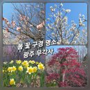 하늘농원1호 | 🌸광주 봄꽃 명소 무각사 | 26년 3월 매화·진달래·수선화 주말 꽃구경 나들이 추천 (주차·산책 꿀팁)