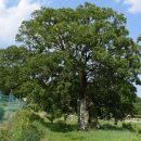 오월, 고향 갔다 오는 길에..... 이미지