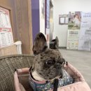 브라운동물병원 | 아포퀠 동물병원 가격 마이브라운 보험 강아지피부염엔 확실히 도움