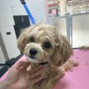 멍키매직 이미지