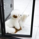 윤스강아지 이미지