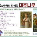 한국대추