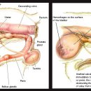 그림동물병원 이미지