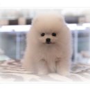 퍼피앤유 이미지