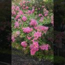 한양당구장 Daum카페
