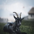 마이저 염소농장 이미지